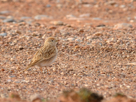 Greater short-toed Lark (Morocco)