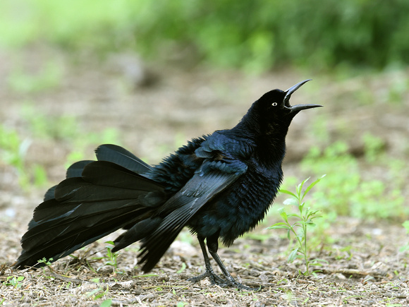 Great-tailed Grackle, male (USA)