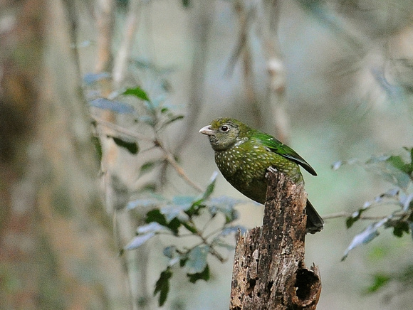 Green Catbird (Austrralia)