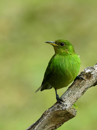 Green Honeycreeper, female (Ecuador)