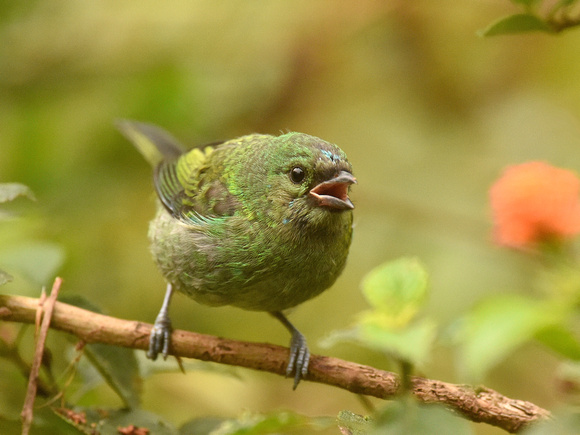 Green-headed Tanager, immature (Brazil)