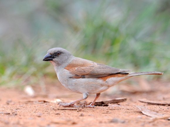 Grey-headed Sparrow (Uganda)