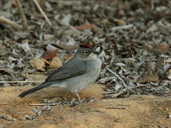 Grey Pileated Finch (Brazil)