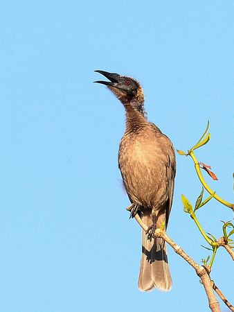 Helmeted Friarbird (Australia)