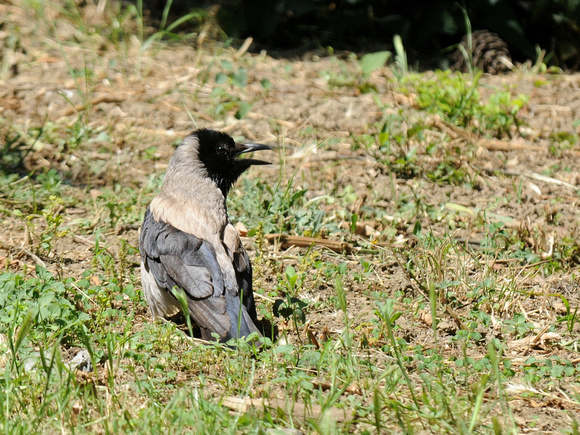 Hooded Crow (Turkey)