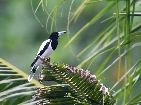 Hooded Butcherbird (New Guinea)