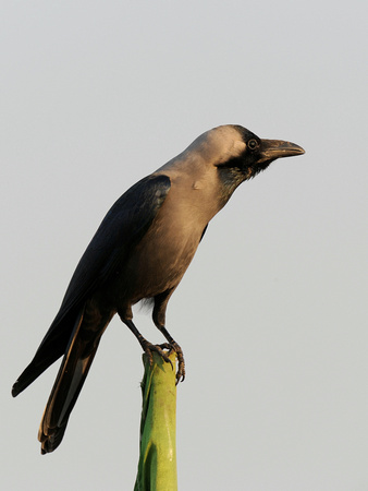 House Crow (India)