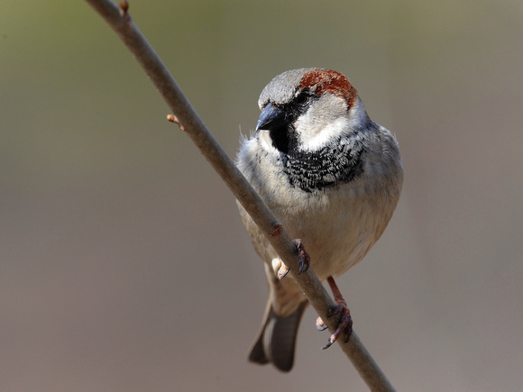 House Sparrow, male (USA)