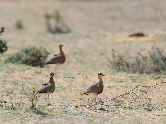 Indian Courser (India)