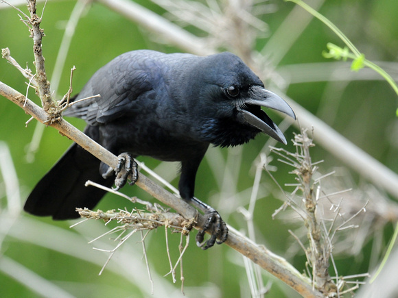 Indian Jungle Crow (India)