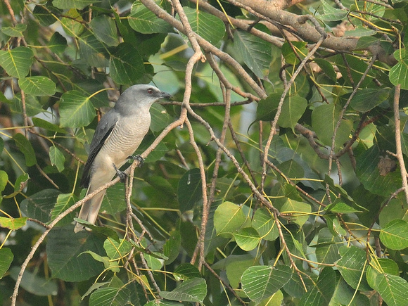 Large Cuckooshrike, ssp macei (India)