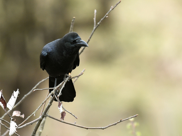 Large-billed Crow (India)