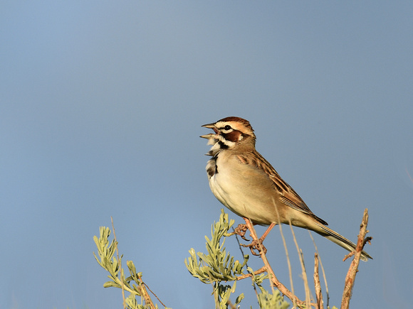 Lark Sparrow (USA)