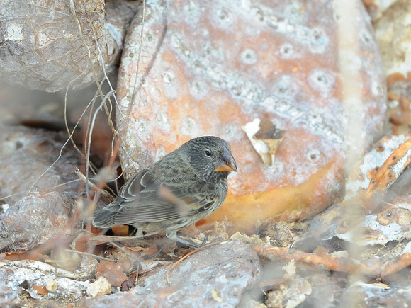 Large Ground Finch (Galapagos)