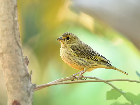 Saffron Finch, female (Brazil)