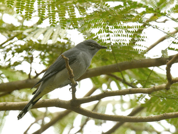 Black-winged Cuckooshrike (HK)