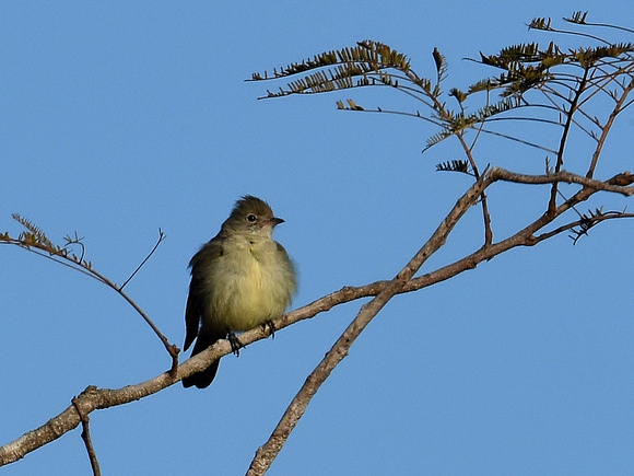 Lesser Elaenia (Brazil)