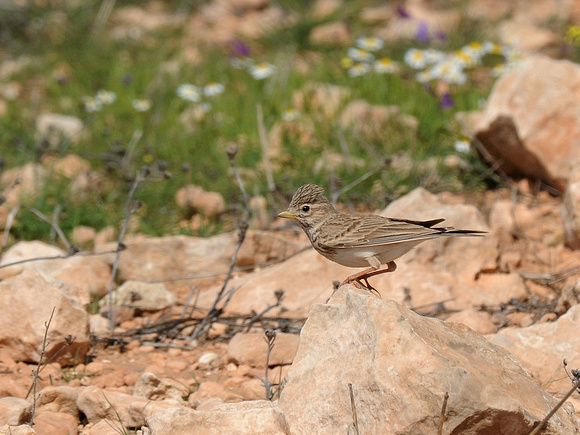 Lesser Short-toed Lark (Morocco)