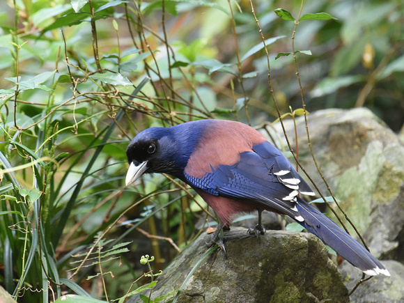 Lydth's Jay (Japan)