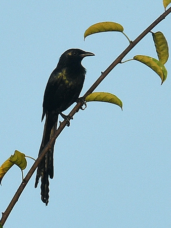 Long-tailed Starling (New Guinea)
