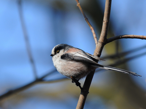 Long-tailed Tit (France)