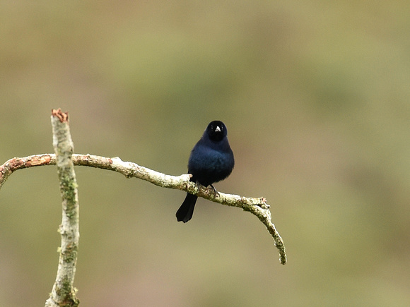 Shiny Cowbird, adult (Brazil)