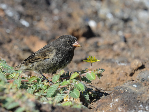 Sharp-beaked Ground Finch, female (Galapagos)