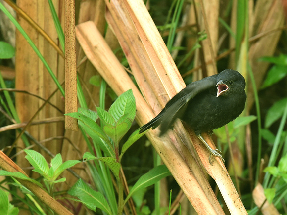 Shiny Cowbird, immature (Brazil)