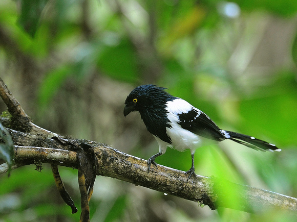 Magpie Tanager (Ecuador)