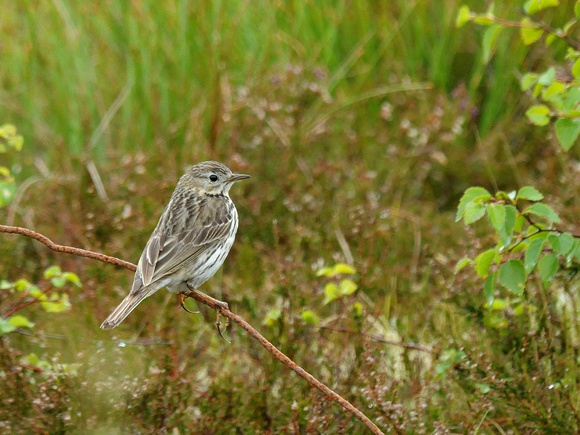 Meadow Pipit (UK)