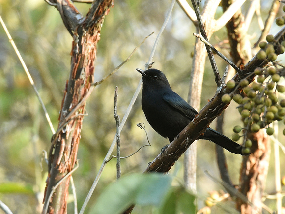 Melodious Blackbird (Mexico)