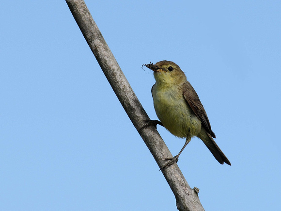 Melodious Warbler (France)