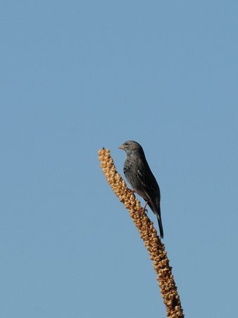 Mourning Sierra-Finch, male (Argentina)