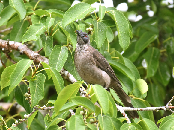 New Guinea Friarbird, adult (New Guinea)