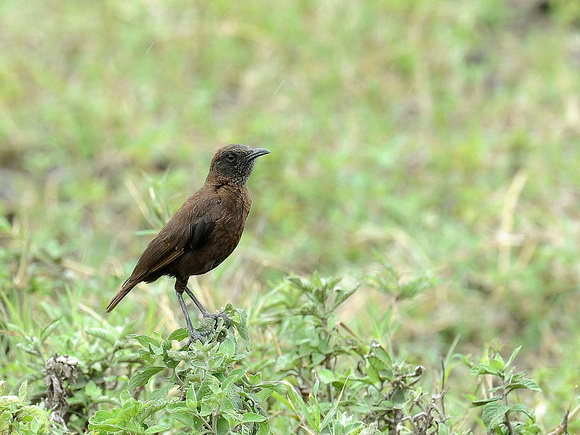 Northern Anteater Chat (Tanzania)