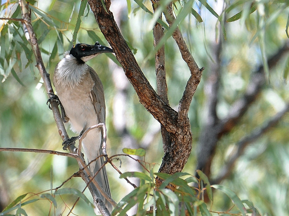Noisy Friarbird (Australia)