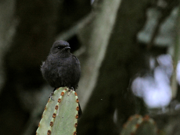 Northern black Flycatcher (Uganda)
