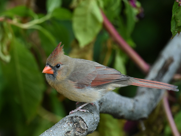 Northern Cardinal, juvenile (USA)