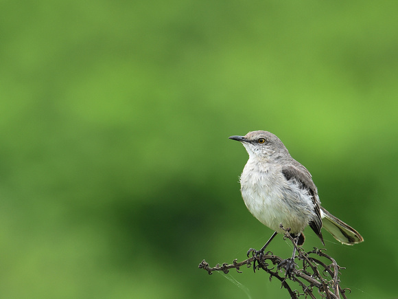 Northern Mockinbird (USA)