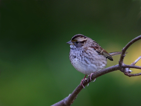White-crowned Sparrow, immature (USA)