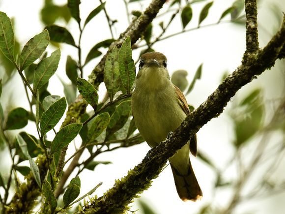 White-winged Becard, female (Brazil)