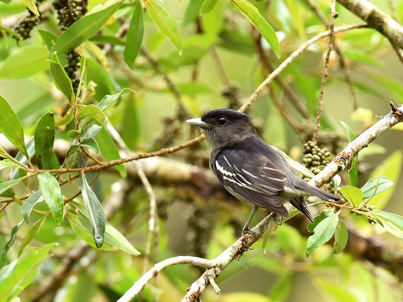 White-winged Becard, male (Brazil)