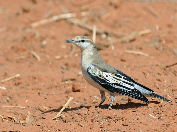 White-winged Triller (Australia)