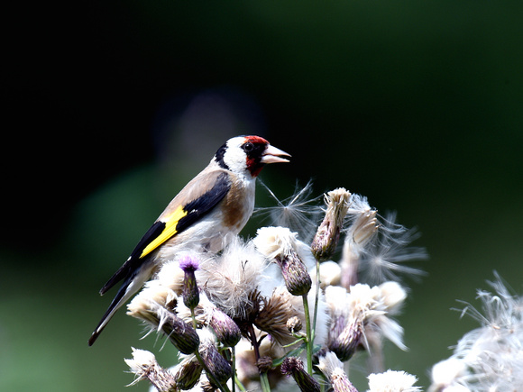 European Goldfinch (France)