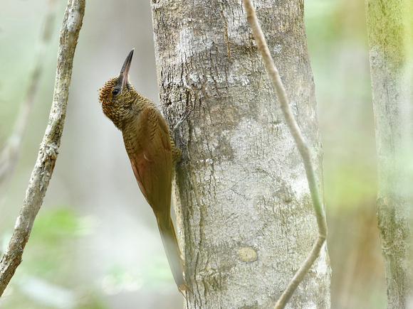 Northern Barred Woodcreeper (Mexico)