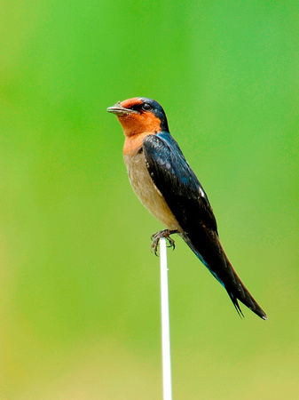 Pacific Swallow (Singapore)
