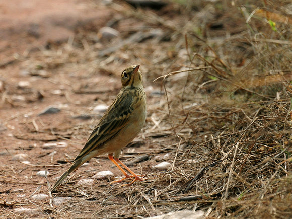 Paddyfield Pipit (India)
