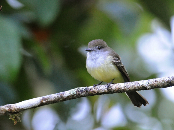 Pale-edged Flycatcher (Ecuador)