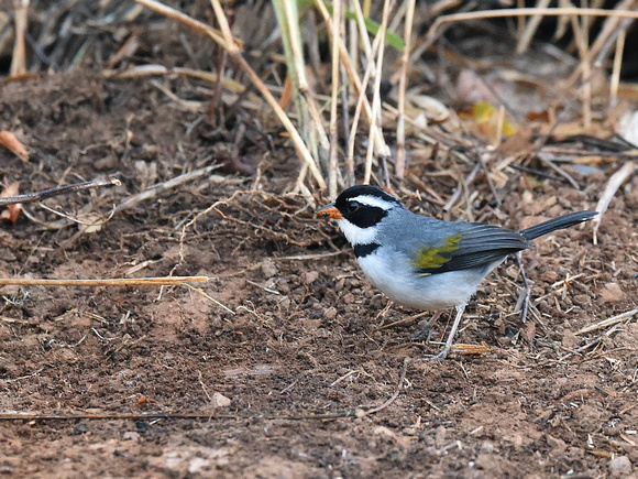 Pectoral Sparrow, male (Brazil)