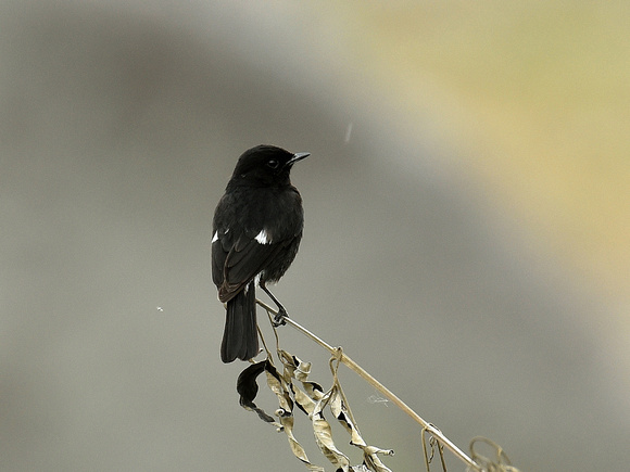 Pied Bush Chat, male (India)